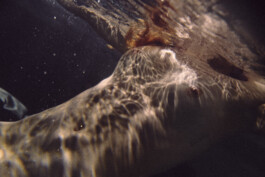 DOMINIQUE HUTER PHOTOGRAPHY