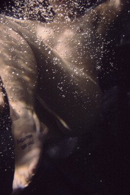 DOMINIQUE HUTER PHOTOGRAPHY